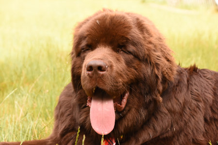 Large brown Newfoundland dog with his eyes closed in the sun.の写真素材