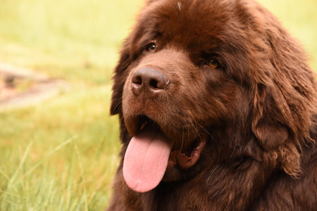 Large Newfoundland dog with a big pink tongue sticking out.