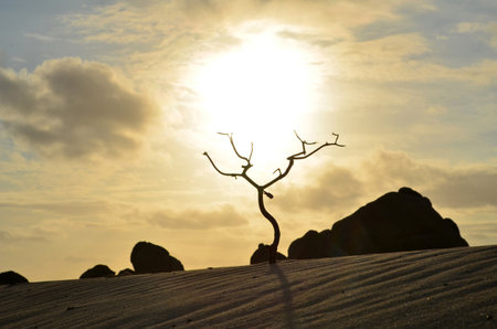 Silhouetted tree in a sand dune at sunrise.