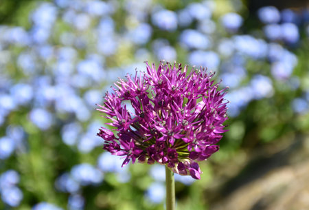 Purple flowering allium plant up close in bloom.