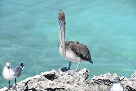 Glimpse into the face of a large brown pelican by the seashore.の写真素材