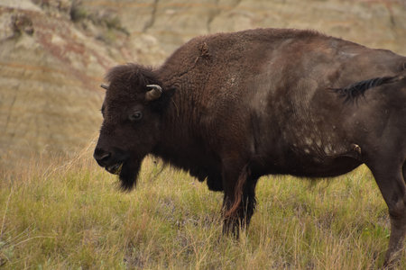 American buffalo grazing in a canyon in North Dakota in the summer.