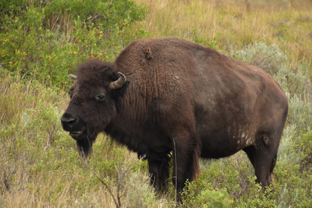 Solitary bison chewing while standing in a grass filled meadow.