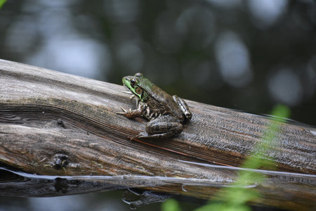 Terrific capture of a frog perched on top of a log.