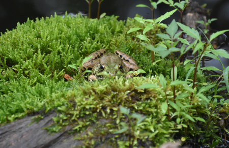 Direct look into the face of a frog on a pile of moss.の写真素材