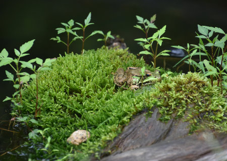 Frog perched on a mound of moss and grasses out of the water.の写真素材