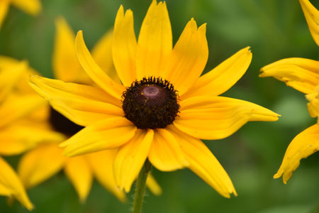 Beautiful English bulls eye daisy flower blooming and flowering in the spring.