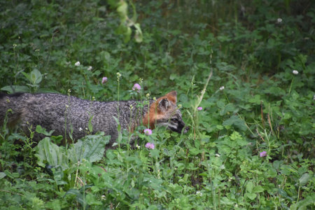 Wild creeping and prowling grey fox making his way through tall weeds.