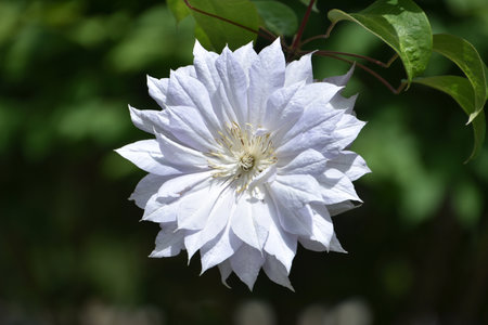 Pretty blooming and flowering clematis flower blossom in full bloom.の写真素材