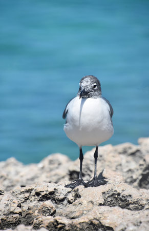 Gull standing on a fossilized rock along the edge of the ocean.の写真素材