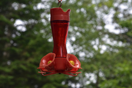 Feeding the hummingbirds with a red hummingbird feeder hanging down.の写真素材