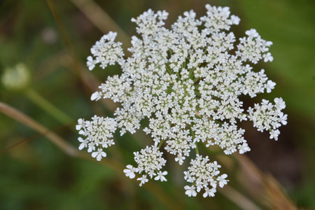 Brilliant white Queen Annes Lace flower in the summer sun.