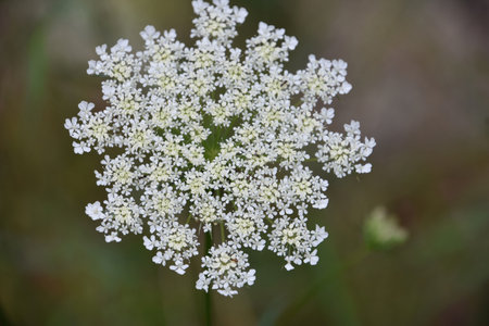 Pretty small white lacey wildflowers flowering and blooming in the summer.