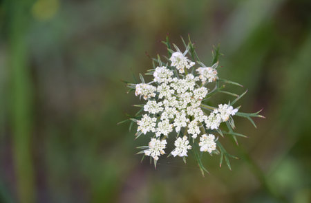 Queen Annes Lace beginning to flower in the summer sun.