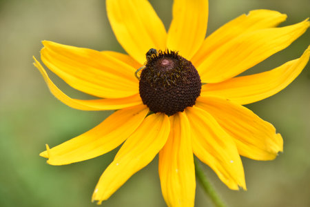 Pretty flowering black eyed Susan flower blossom up close.の写真素材