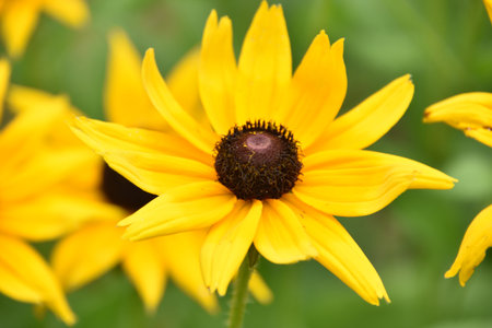 Black eyed Susan flower blossoms up close and personal.