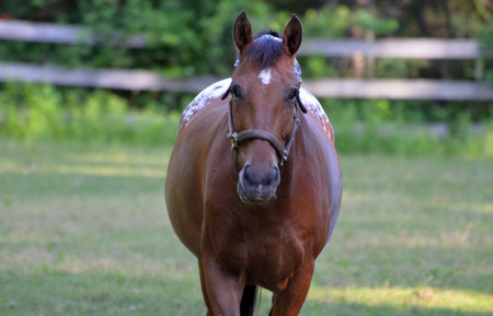Cute strawberry roan appaloosa pony in a grass pasture.の写真素材