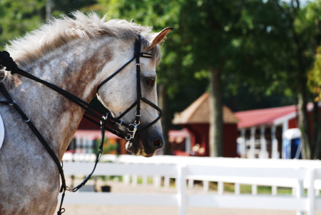 Portrait of a beautiful bay horse in the bridle at the show jumping competition