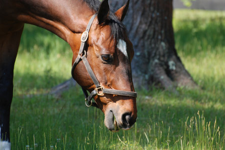Amazing close up with a sweet grazing horse in a field.の写真素材