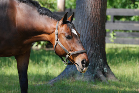 Horse grazing with grass sticking out of his mouth in the spring.の写真素材
