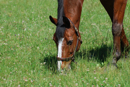 Beautiful chestnut horse grazing on clover and grass in a field.