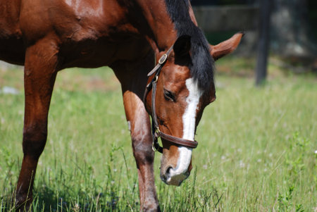Stunning chestnut gelding horse grazing in a grass pasture.の写真素材