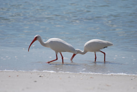 Two white ibis birds in shallow waters along the water edge.