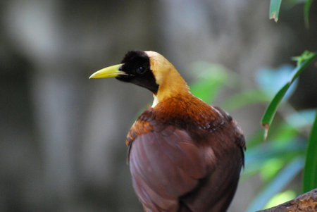 Terrific yellow headed and yellow beaked bird looking over shoulder.の写真素材