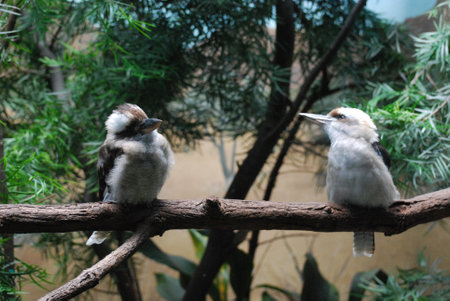 Two laughing kookaburra birds sitting on a long tree branch.の写真素材
