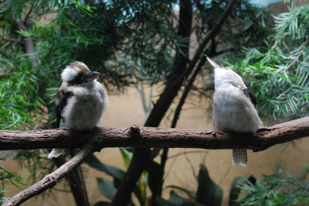 Beautiful pair of laughing kookaburra birds on a tree branch.の写真素材