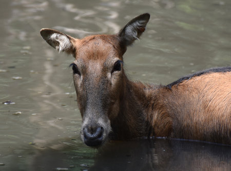 Curious juvenile Pere Davids Deer wading in murky water.の写真素材