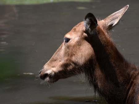 Endangered juvenile Pere Davids deer swimming in murky waters.の写真素材