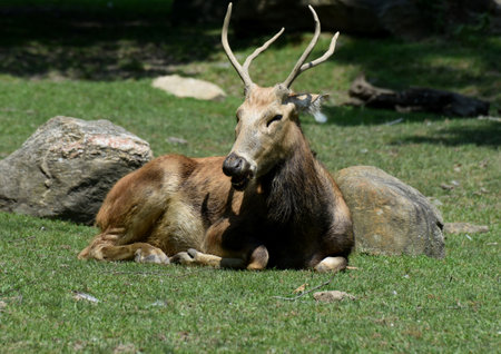 Large resting Peres David buck chewing on grass in a field.の写真素材