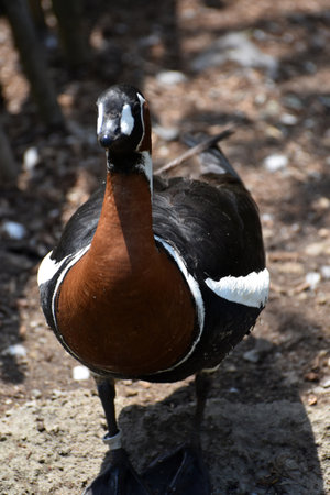 Big red breasted goose standing up close and personal.の写真素材