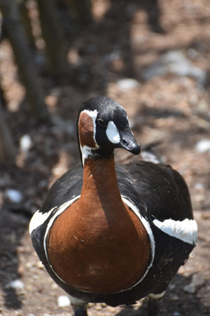 Terrific up close look of a baikal teal drake standing up.の写真素材