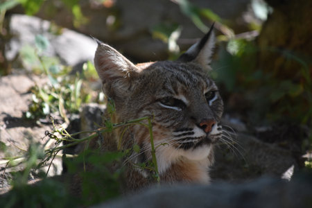 Amazing view of a resting wild bobcat in the summer time.