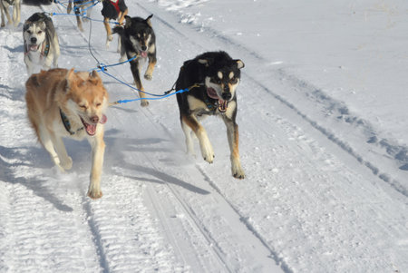 Amazing lead sled dogs pulling  a team through the snow.