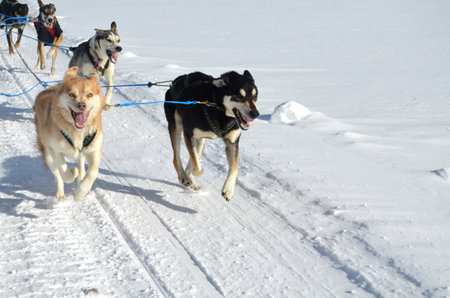 Mushing sled dog team in the Colorado winter snow.