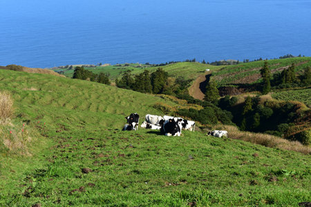 Herd of black and white cows grazing in a field.の写真素材