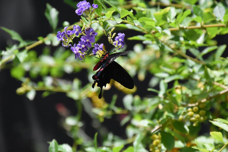 Swallowtail butterfly sitting on tiny purple flowers in a butterfly garden.の写真素材