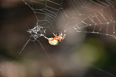 Tri color orbweaver spider in an intricate and elaborate web.の写真素材