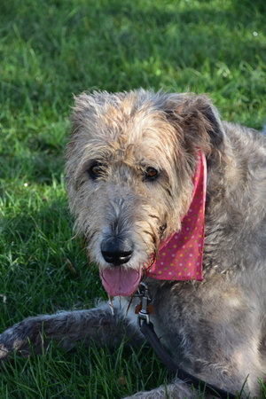 Large Irish wolfhound dog with his tongue sticking out of his mouth.