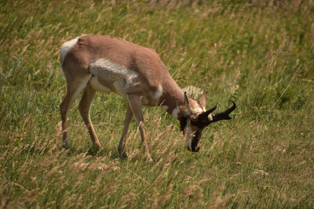 Amazing sweet faced pronghorn in a grass filled field.の写真素材