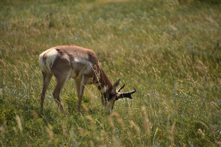 Beautiful grazing pronghorn antelope grazing on a grass filled prairie.の写真素材