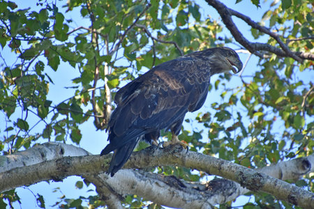 Fantastic hooked beak on a golden eagle in a birch tree.