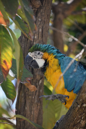 Ruffled feathers on a beautiful blue and gold macaw bird.