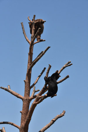 Very cute pair of bear cubs climbing up on a tree.