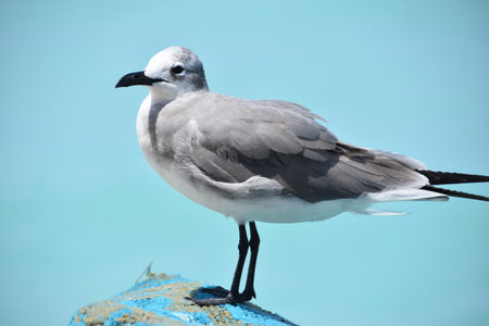Up close with a gull standing above tropical blue waters.