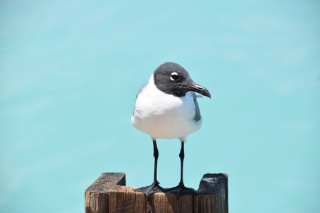 Beautiful laughing gull with a black head posing on a wooden piling.