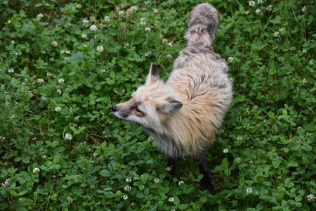 Beautiful red fox walking through green clover and weeds.